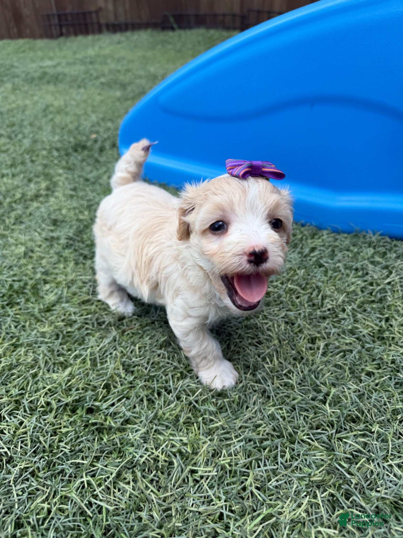 Maltipoo dogs Maltipoo Girl! Purple Bow - Ad 19