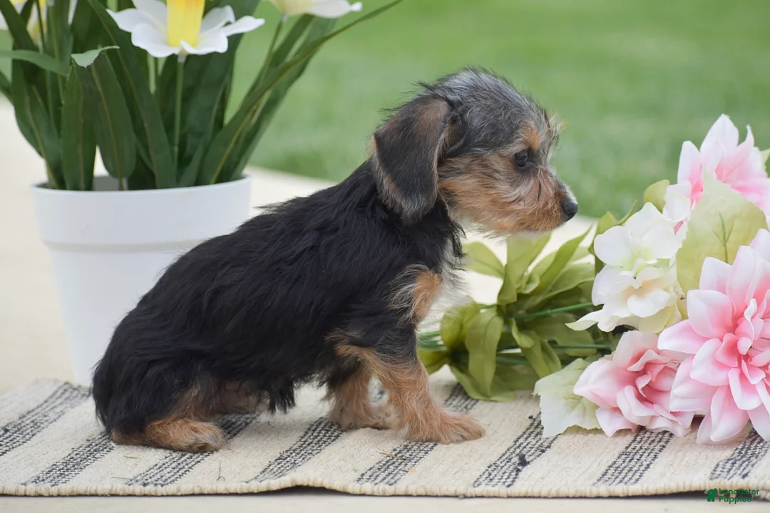 Dorkie dogs for sale: Layla - Ad 2