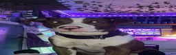 American Pit Bull Terrier dogs for sale: American Pit Bull Terrier Puppy 1 - Ad 6