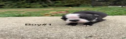 Boston Terrier dogs for sale: Boston Terrier 3 - Ad 7