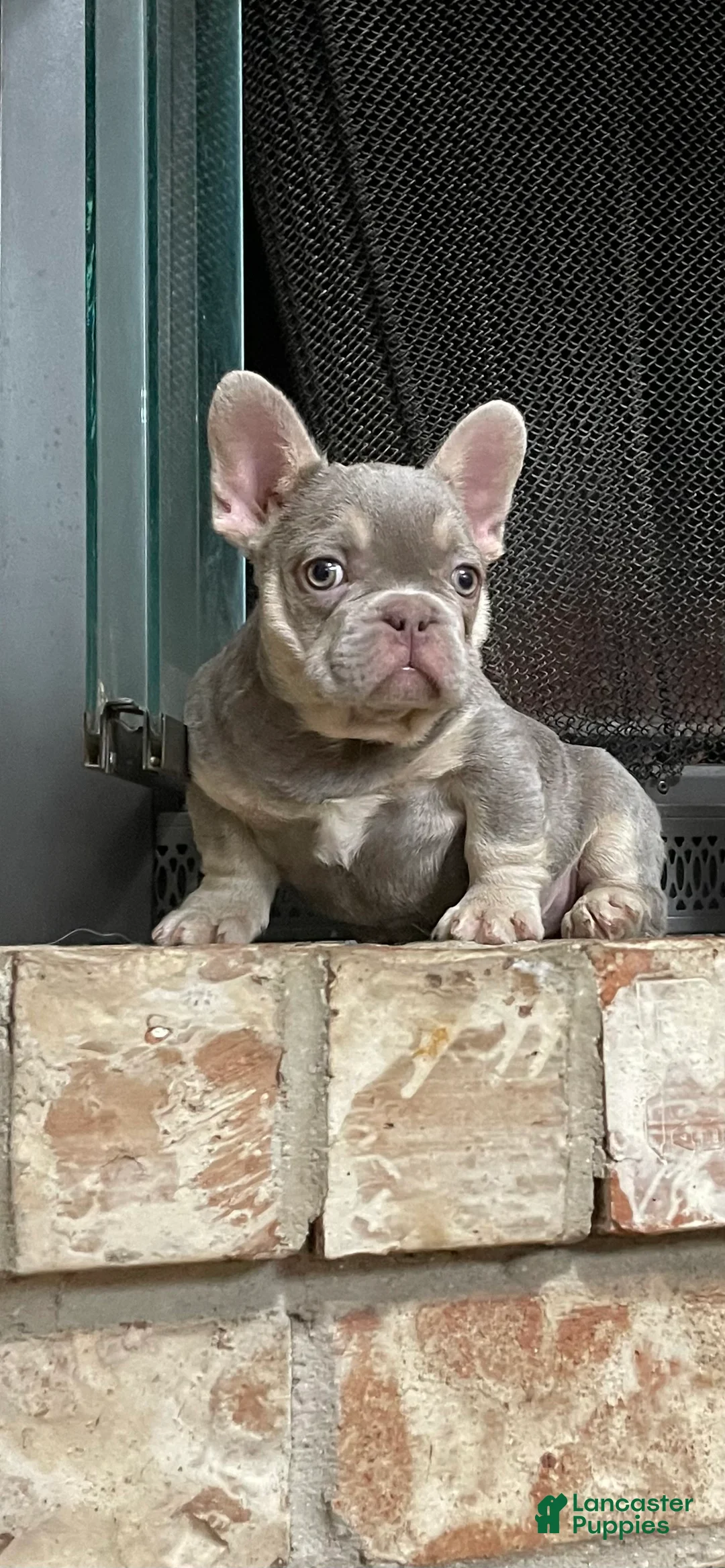 French Bulldog dogs for sale: Male 1 - Ad 2