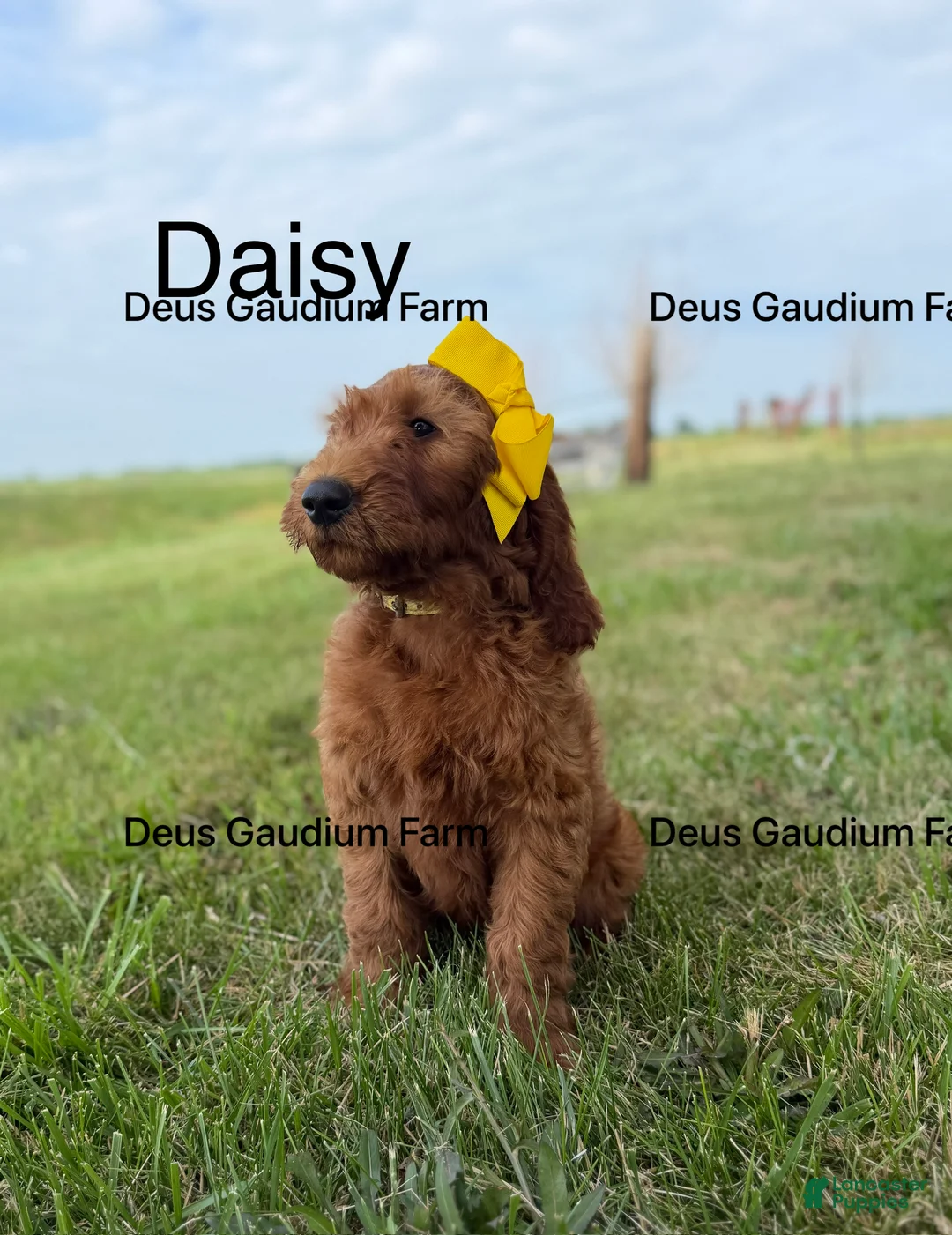 Irish Doodle dogs for sale: Daisy - Ad 2