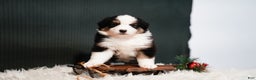 Miniature Australian Shepherd dogs for sale: Domino - Ad 6