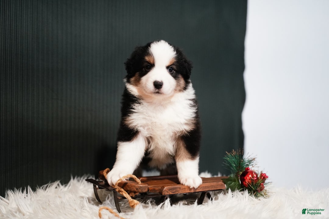 Miniature Australian Shepherd dogs for sale: Domino - Ad 6