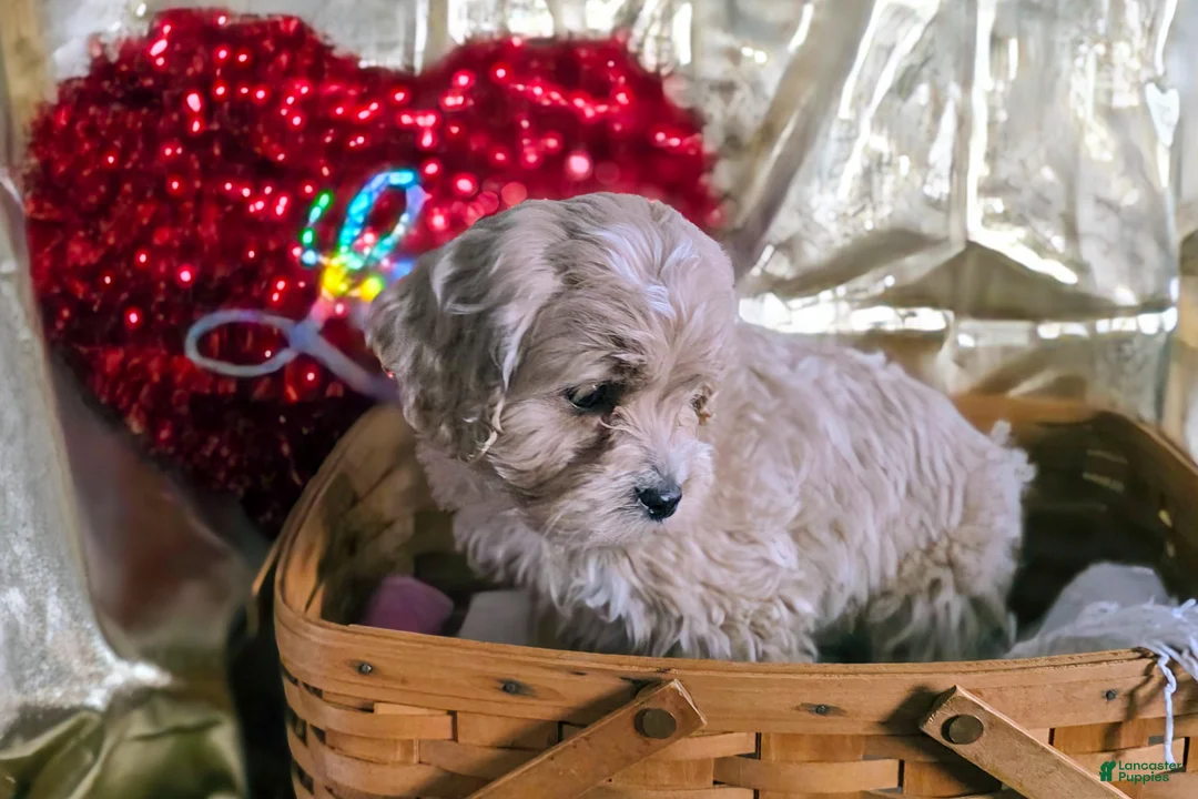 Cockapoo dogs for sale: Ford - Ad 3