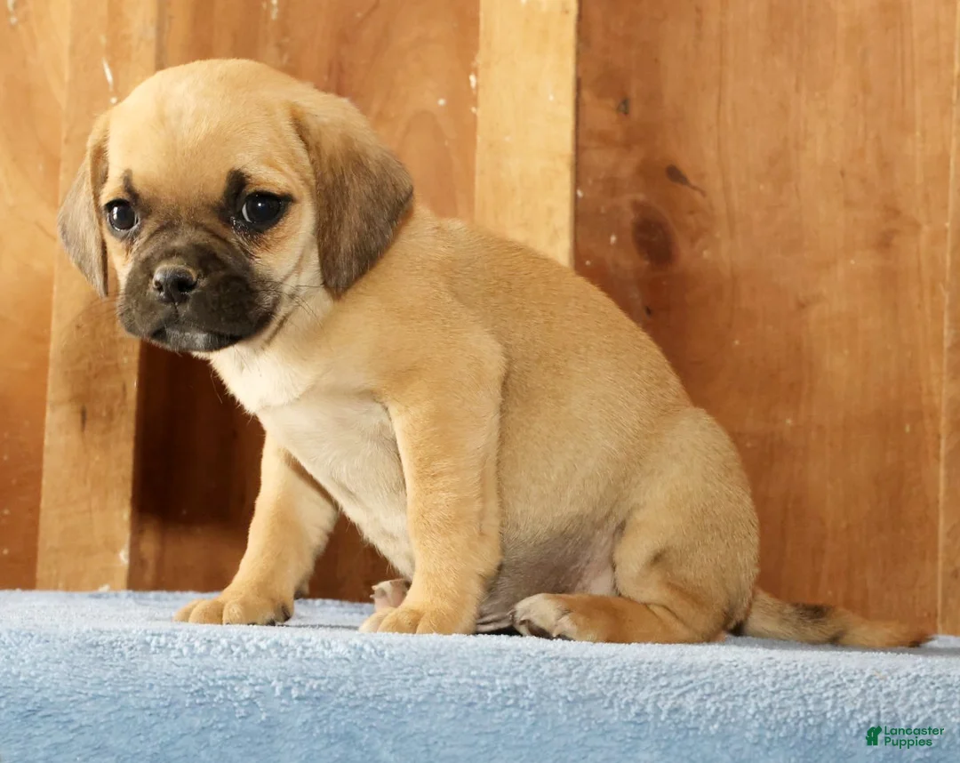 Puggle dogs for sale: Max - Ad 2