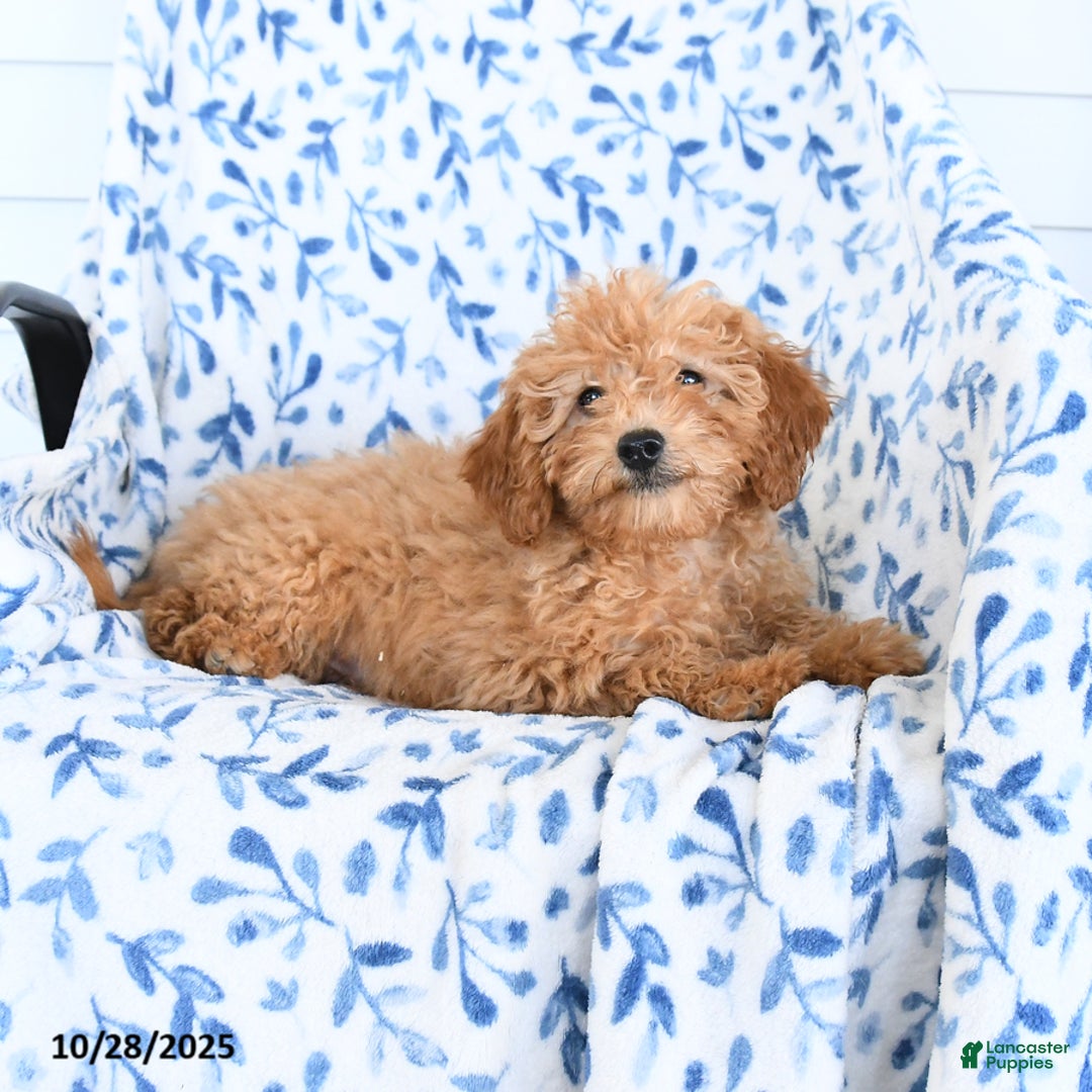 Mini Goldendoodle dogs for sale: Hershey - Ad 3