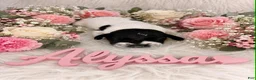 German Shorthaired Pointer dogs for sale: Alyssa - Ad 1