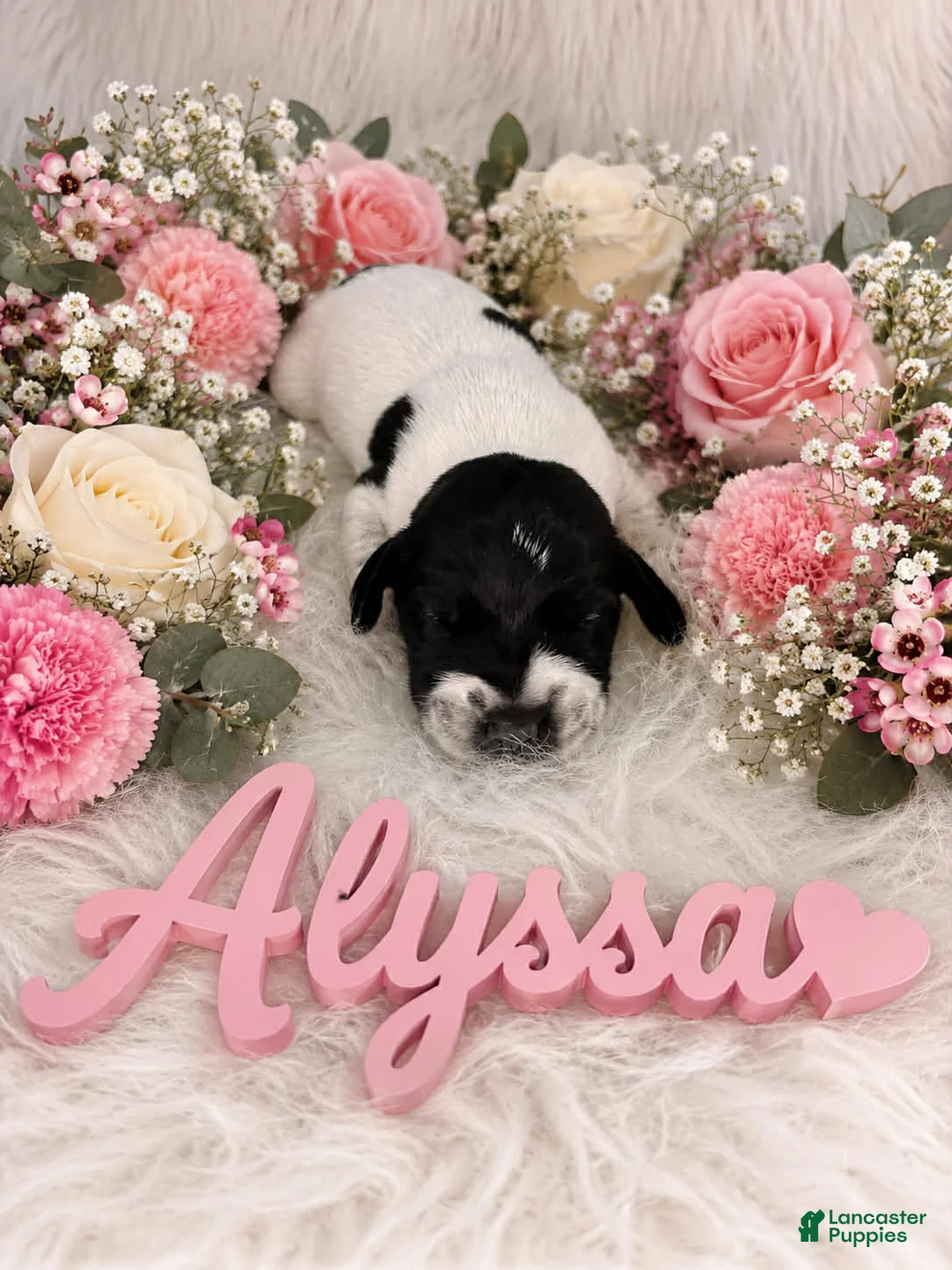 German Shorthaired Pointer dogs for sale: Alyssa - Ad 1