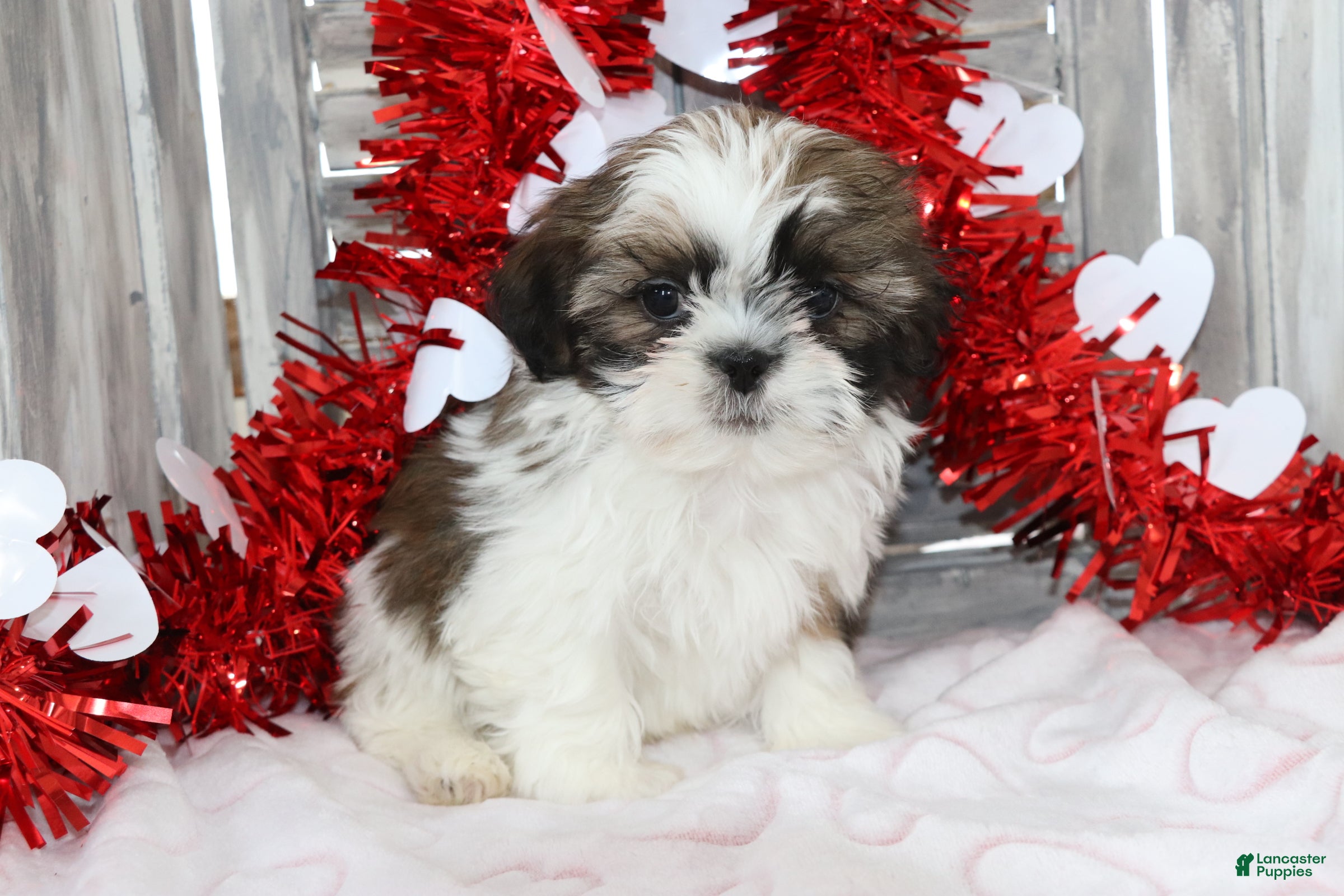 Shih Tzu dogs for sale: Joey  - Ad 1