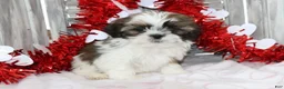 Shih Tzu dogs for sale: Joey  - Ad 1