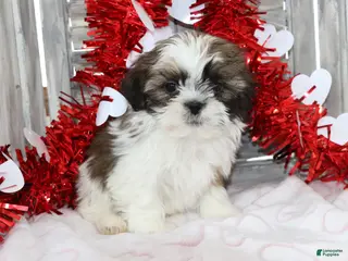 Shih Tzu dogs for sale: Joey - Ad 1