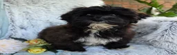 Shihpoo dogs for sale: Lenny - Ad 18