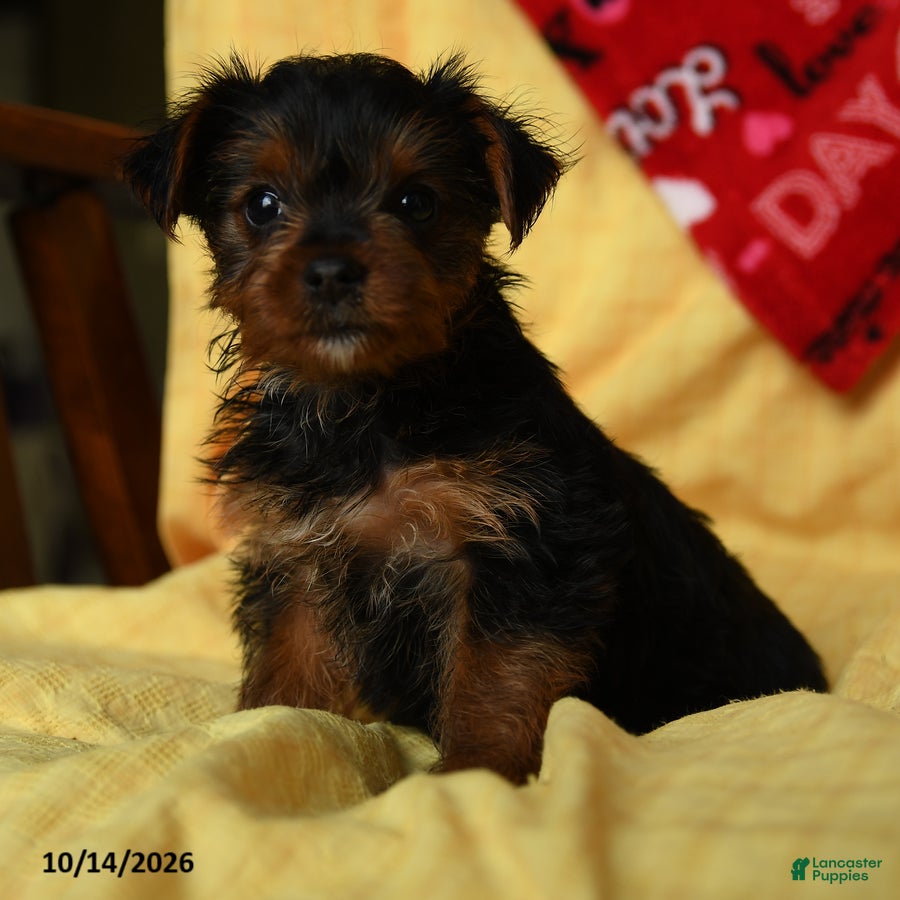 Yorkshire Terrier dogs Duchess - Ad 1