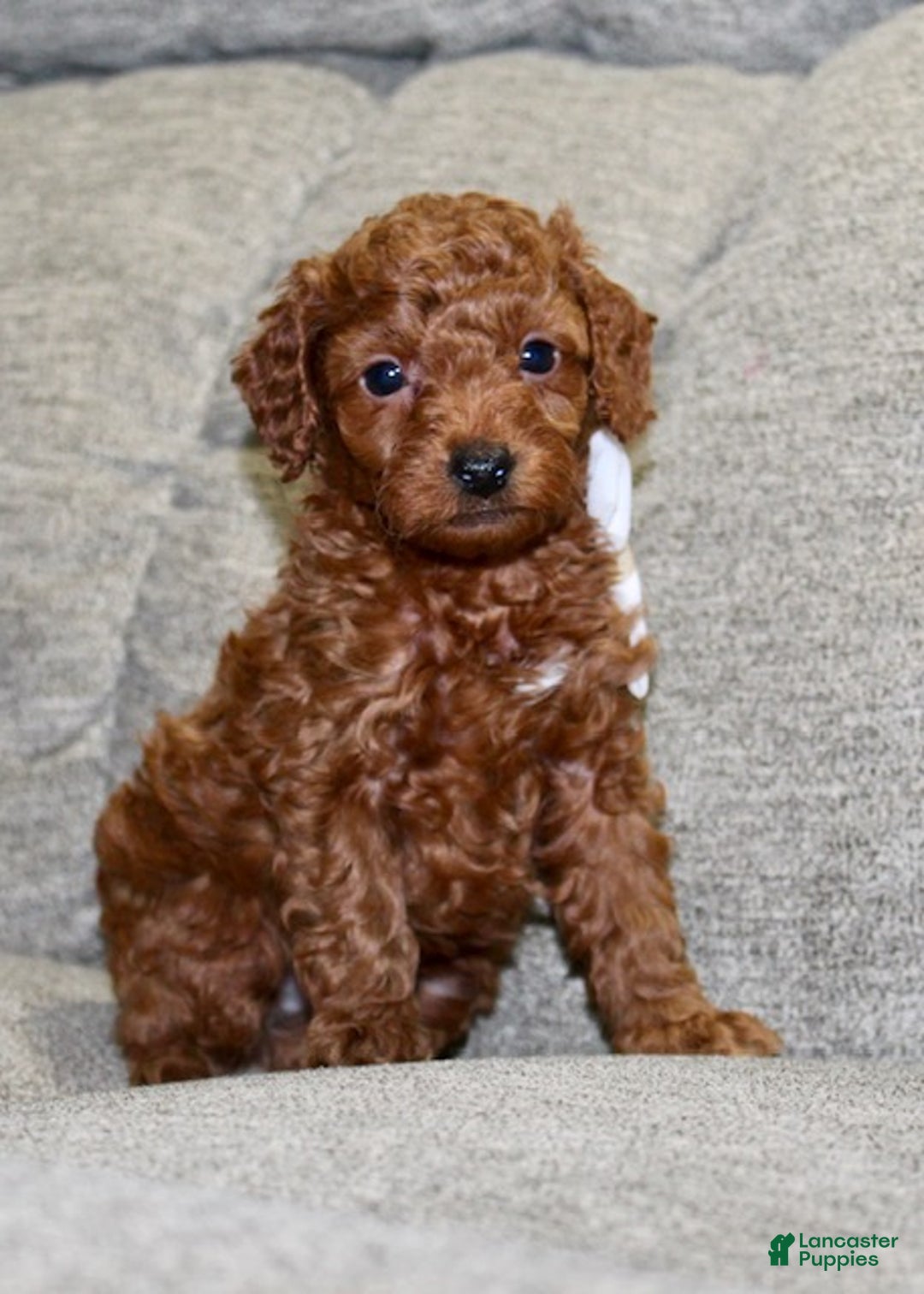 Miniature Poodle dogs for sale: Murphy - Ad 11