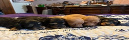 Miniature Dachshund dogs for sale: Triscuit Russian Bl tan lh f - Ad 3