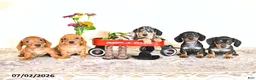 Miniature Dachshund dogs for sale: Candy - Ad 5