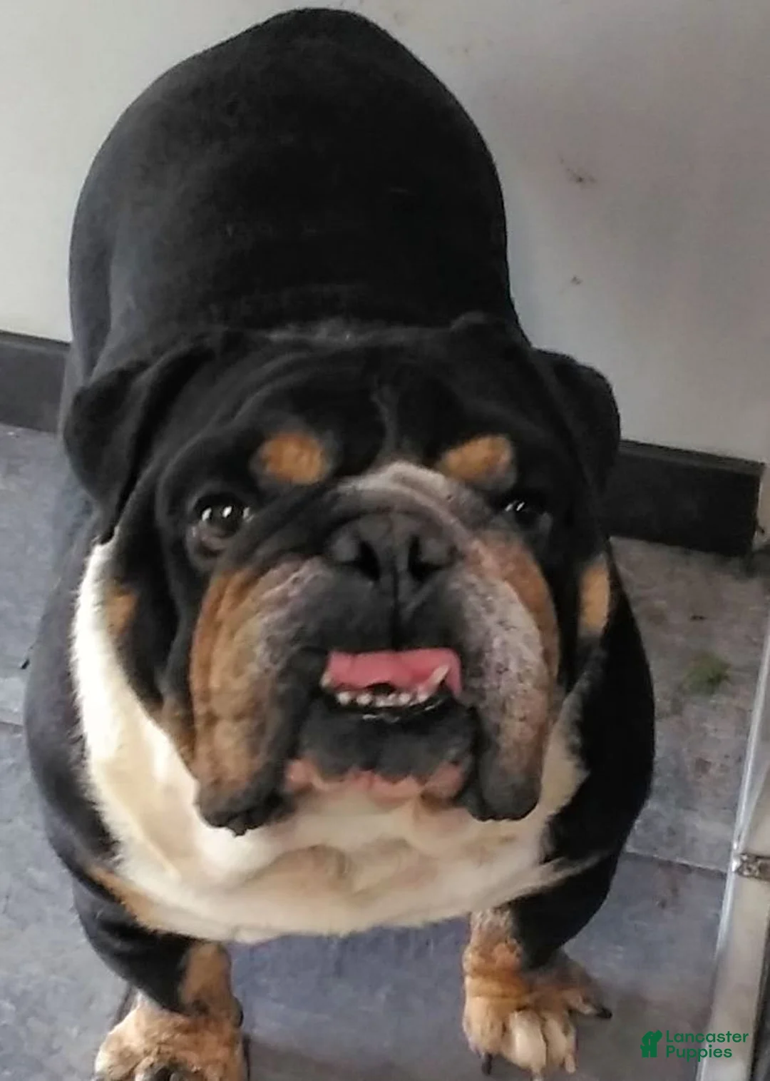 English Bulldog dogs for sale: Macey English Bulldog Puppy  - Ad 3