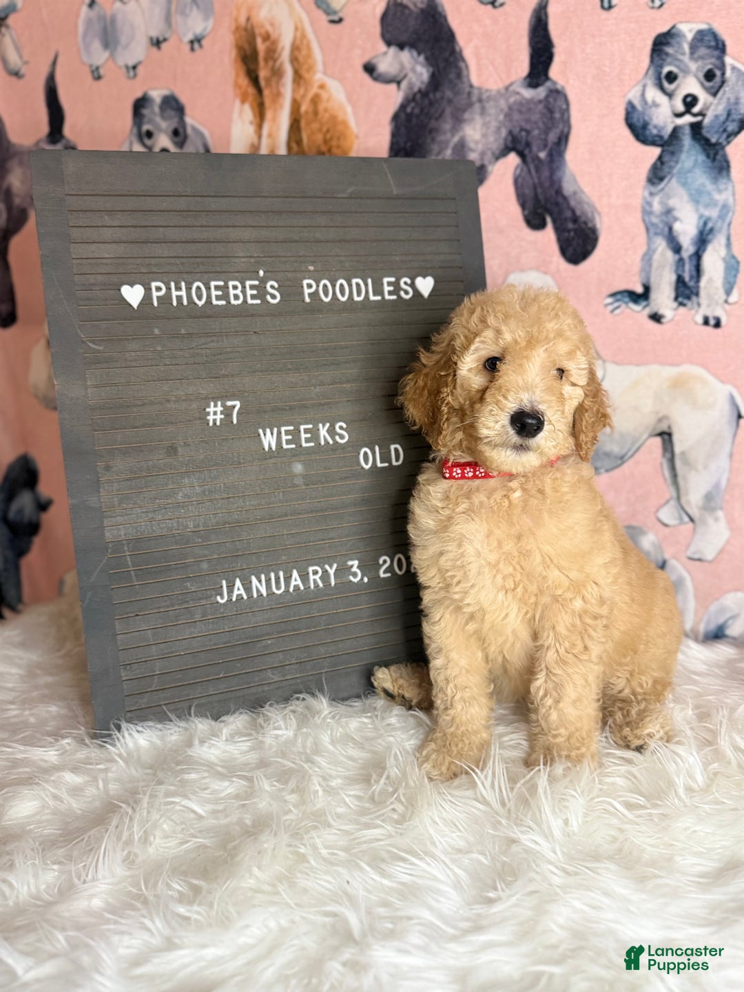 Standard Poodle dogs for sale: Standard Poodle Puppy 1 - Ad 5