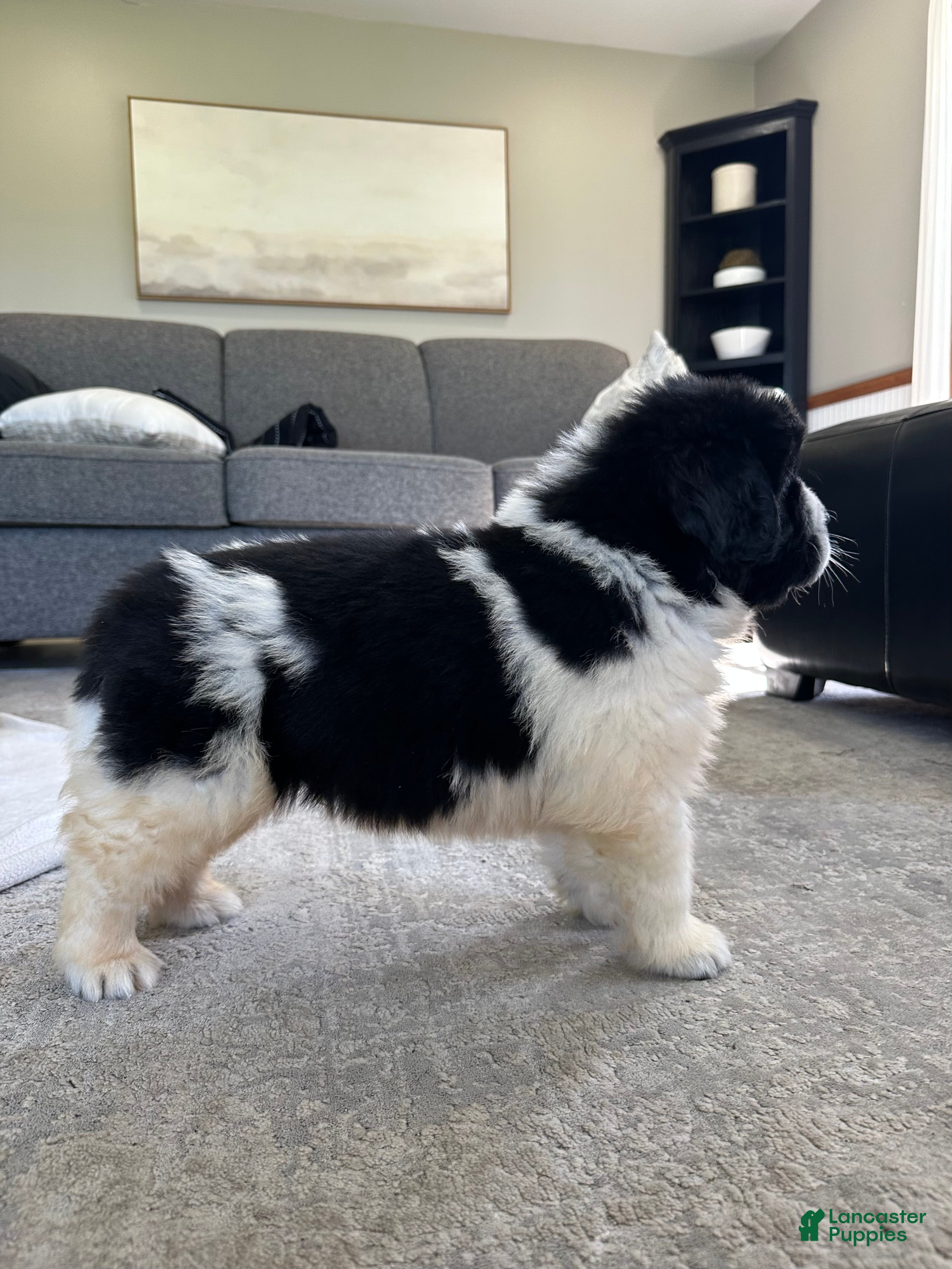 Newfoundland dogs for sale: “ Boone” OFA, CH, AKC  - Ad 5