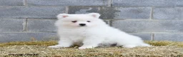 Samoyed dogs for sale: Icelyn - Ad 2