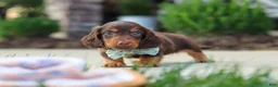 Miniature Dachshund dogs for sale: Everett - Ad 5