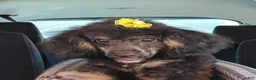 Toy Poodle dogs for sale: Toy Poodle 3 - Ad 2