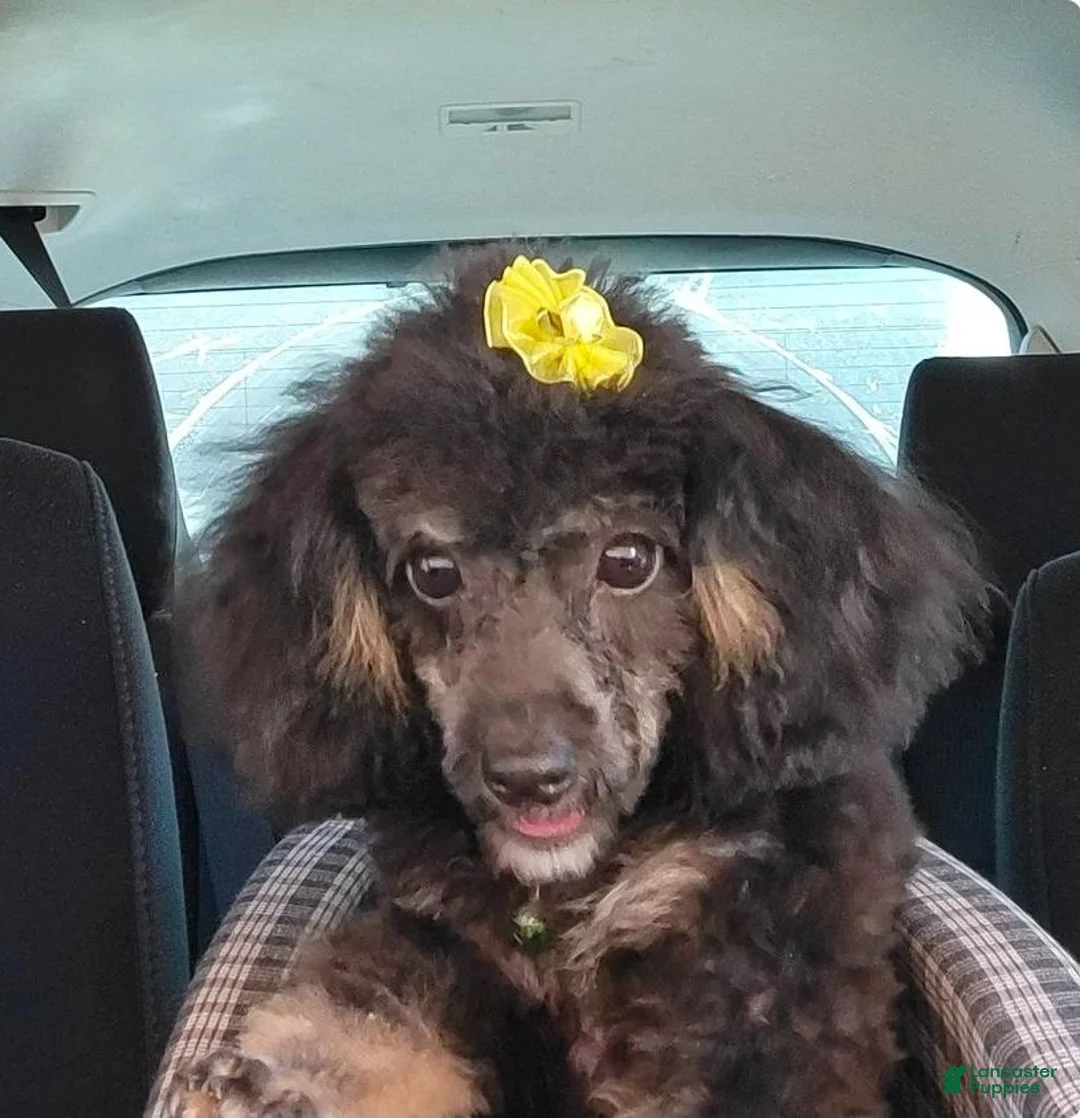 Toy Poodle dogs for sale: Toy Poodle 3 - Ad 2