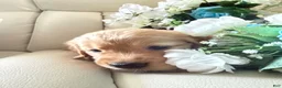 Golden Retriever dogs for sale: Golden Retriever 1 - Ad 3