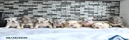 French Bulldog dogs for sale: Atlas - Ad 5
