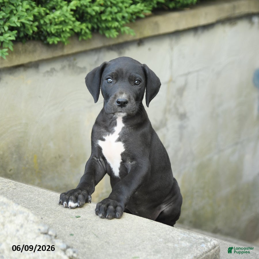 Great Dane dogs Gloria - Ad 2