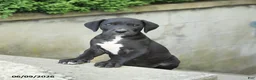 Great Dane dogs for sale: Gloria - Ad 2