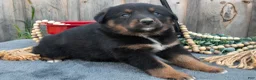 Mixed Breed dogs for sale: Gizmo - Ad 3