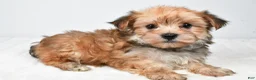 Morkie dogs for sale: Megen - Ad 8