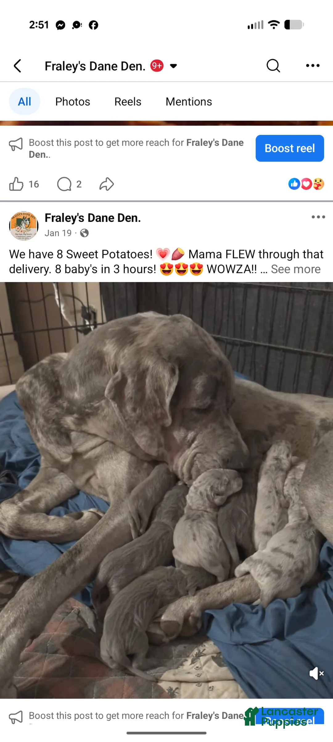 Great Dane dogs for sale: Yellow Collar Leo - Ad 9