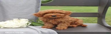 Taffy