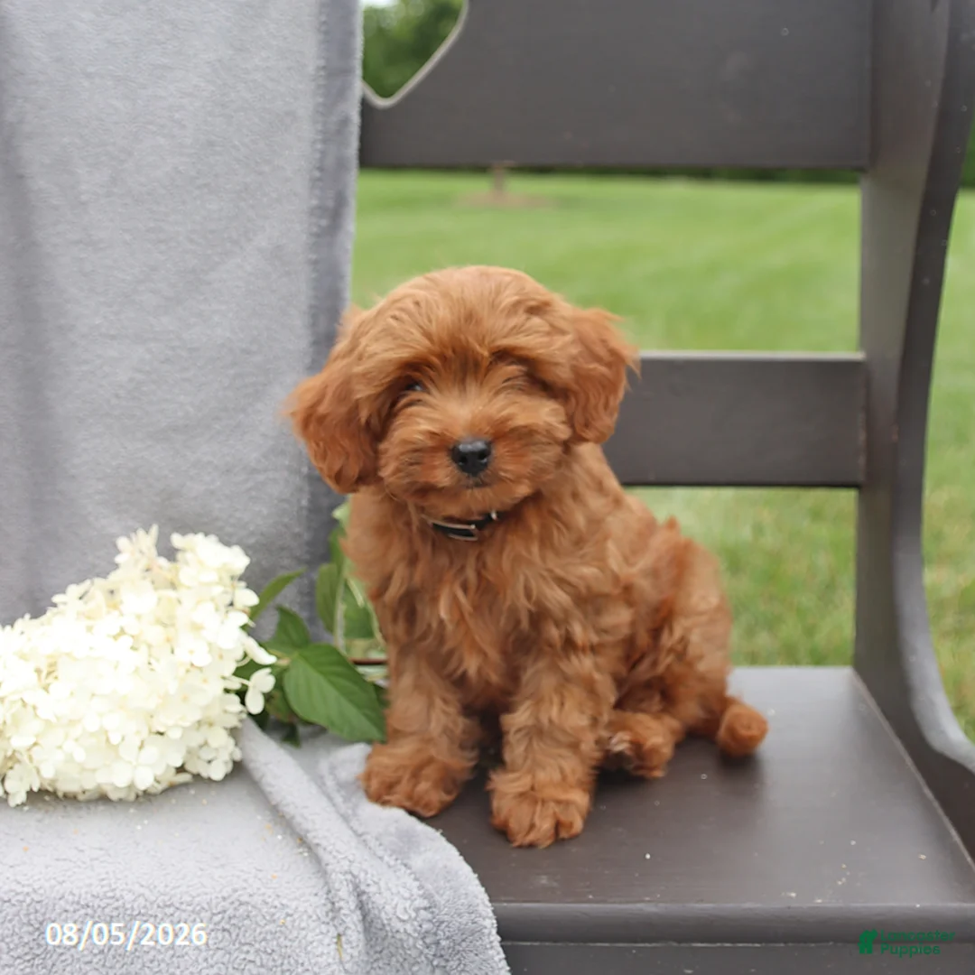 Cavapoo dogs for sale: Taffy - Ad 1