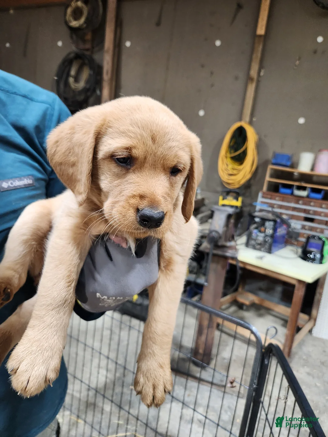 Goldador dogs for sale: Goldador Puppy light purple - Ad 1