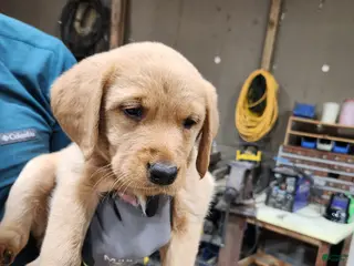 Goldador dogs for sale: Goldador Puppy light purple - Ad 4