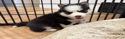 Pomsky dogs for sale: Poppy - Ad 1