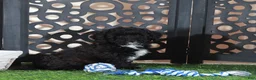 Miniature Poodle dogs for sale: Oreo Handsome Black and White Poodle Puppy - Ad 4