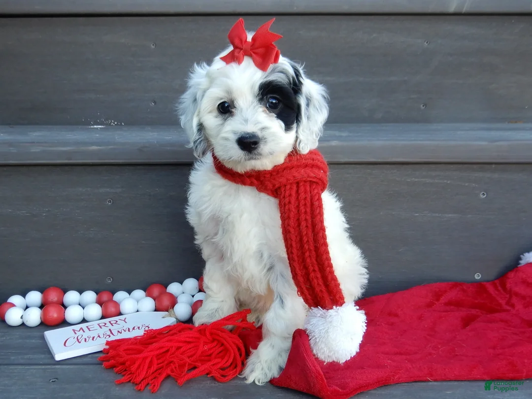 Cockapoo dogs for sale: Luka - Ad 21