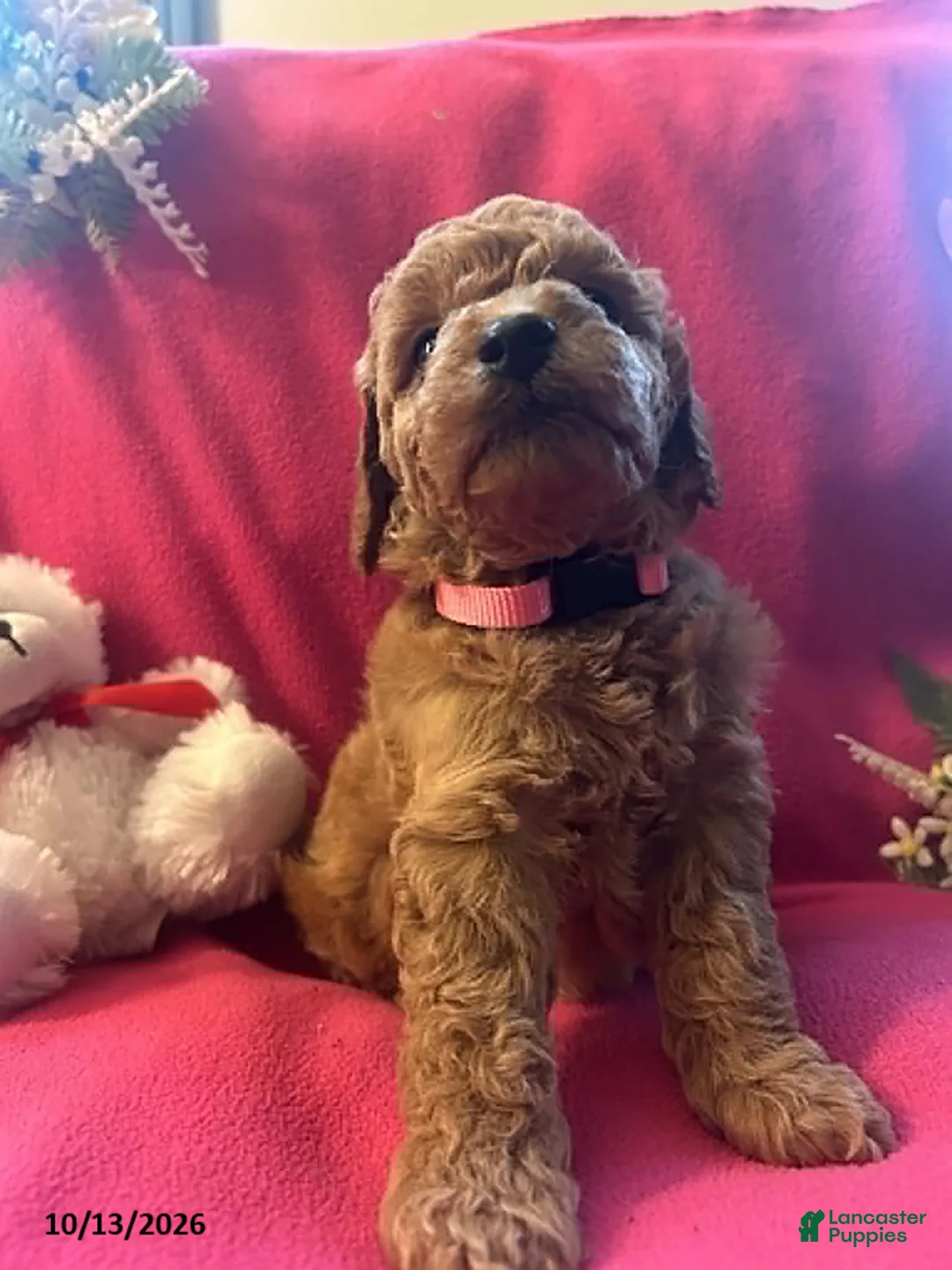 Cockapoo dogs for sale: Candy - Ad 2