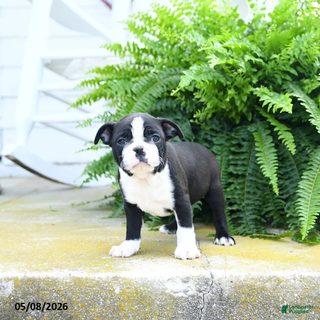 Boston Terrier dogs for sale: Oreo  - Ad 2