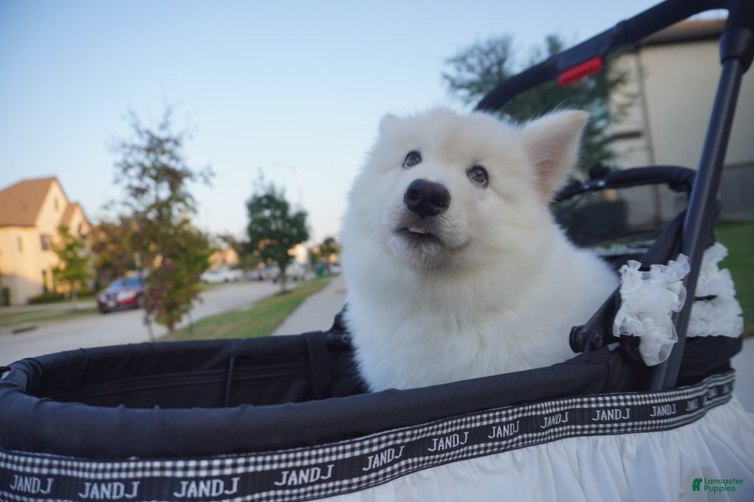 Alaskan Malamute dogs for sale: Xi Xi - Ad 5