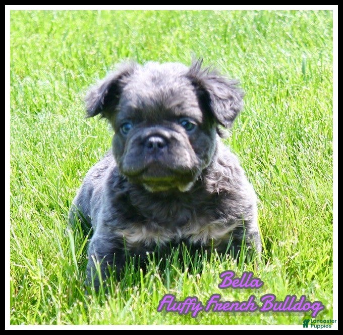 French Bulldog dogs Bella - Ad 2