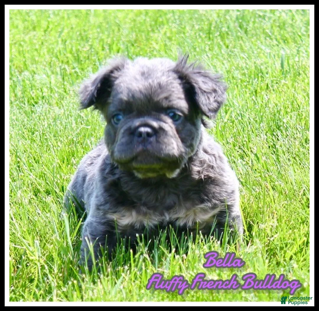 French Bulldog dogs for sale: Bella - Ad 2