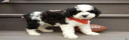 Cockapoo dogs for sale: Snoopy - Ad 2
