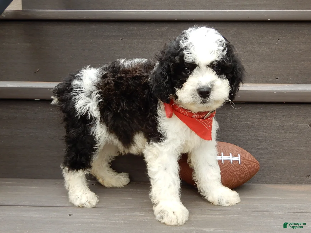 Cockapoo dogs for sale: Snoopy - Ad 2