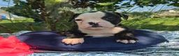 Olde English Bulldogge dogs for sale: Margaret - Ad 4